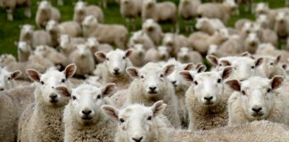 La estupidez es más nociva para el bien que la maldad La estupidez es más nociva para el bien que la maldad