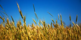 Ucrania para adultos