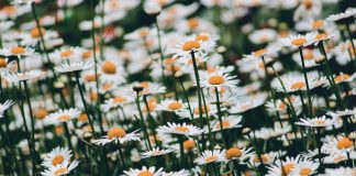 Un ramo de margaritas