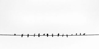 Golondrinas sedientas