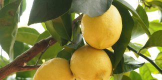 Limones en el cemento Limones en el cemento