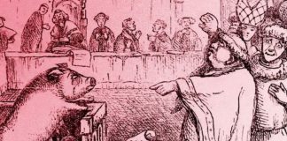 El Estado contra un cerdo