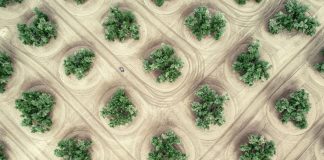 Olivos y barras de bar Olivos y barras de bar