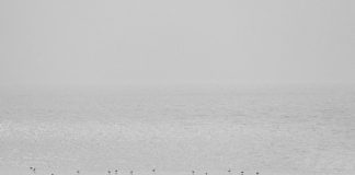 La vida centrífuga Introspección