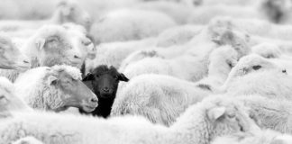 Foster Wallace en PortAventura