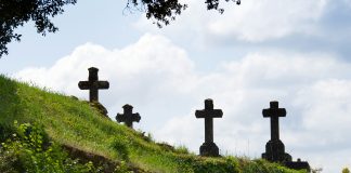 Regar las raíces Regar las raíces