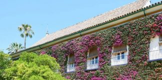 Un siglo de Cayetana de Alba en Dueñas Un siglo de Cayetana de Alba en Dueñas